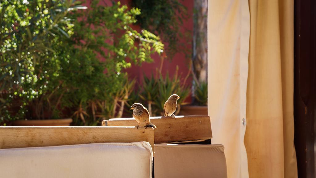 Riad Honey مراكش المظهر الخارجي الصورة